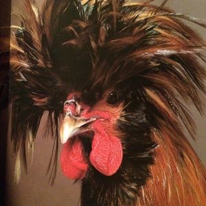 Meet your Posher, Susan